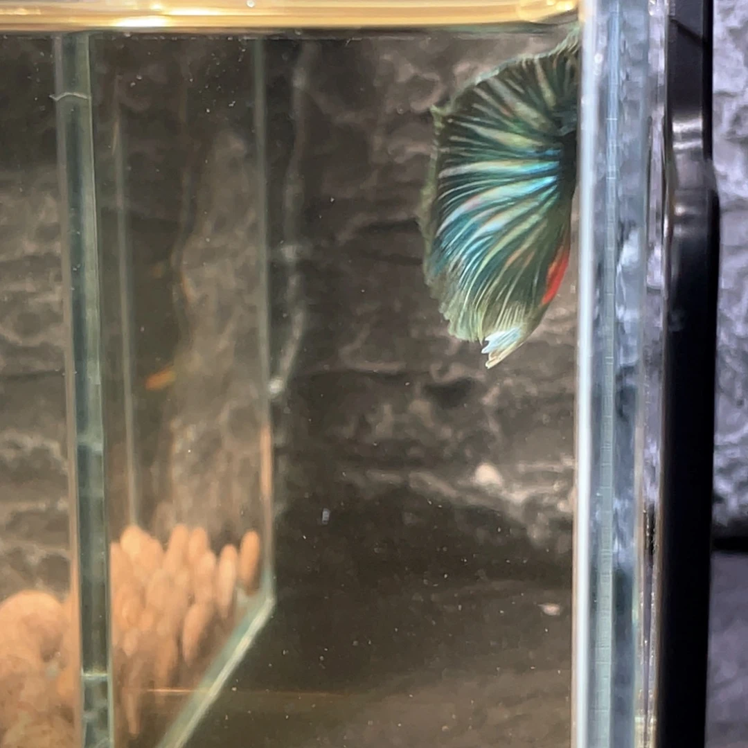 斗鱼蓝魔半月公鱼