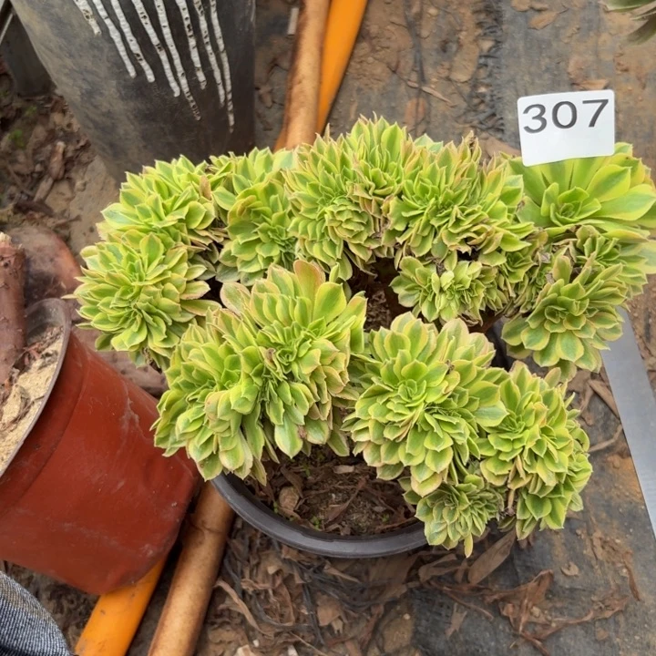 红袖缀多肉植物不包损307