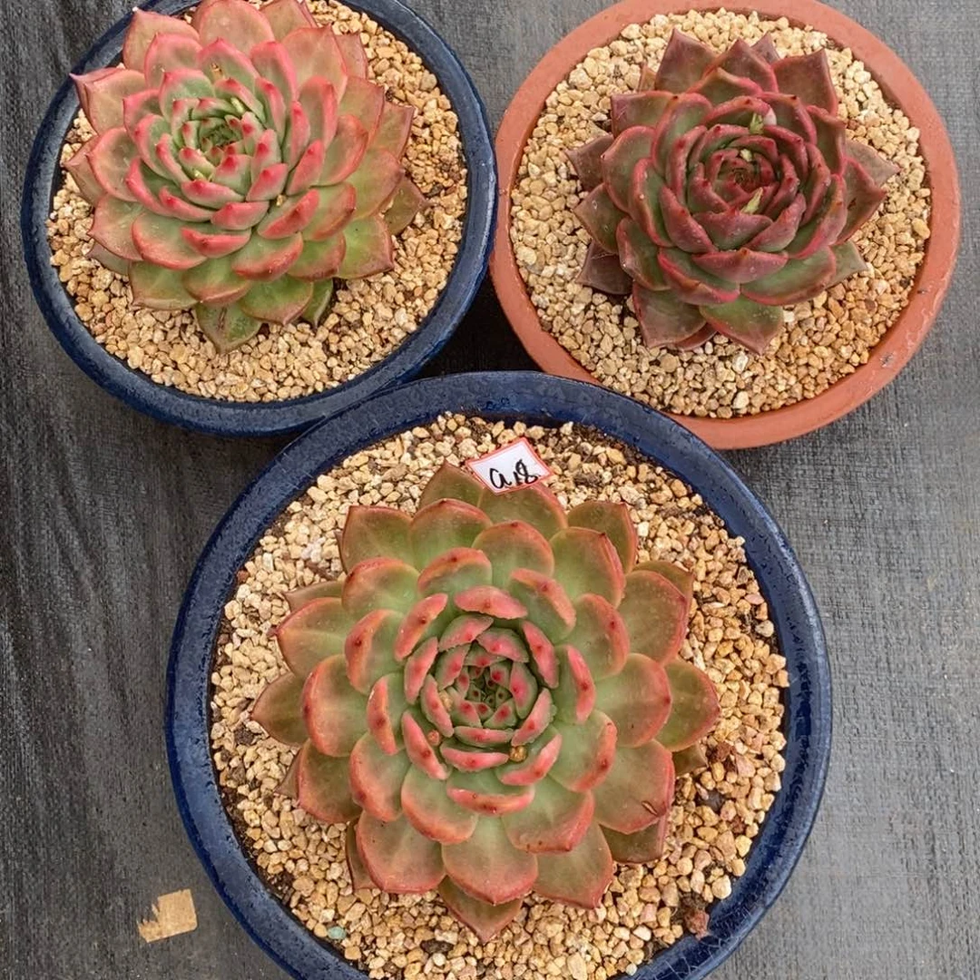 丽*?福利大漏a18