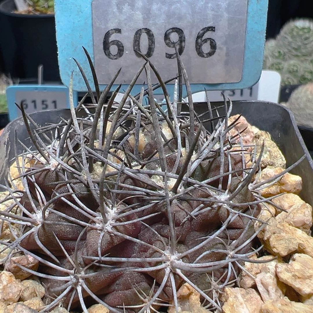6096智利球属裸根发货