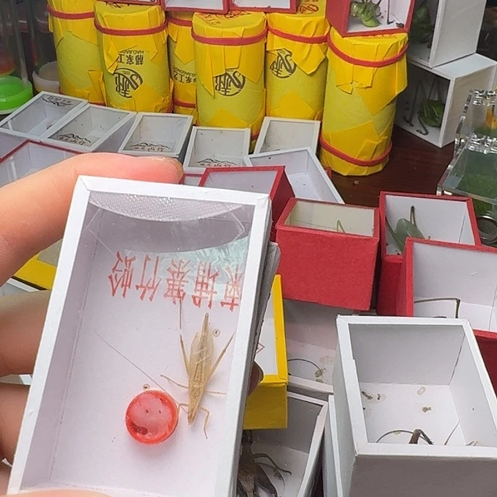 用***3蟋蟀2条长须竹林。