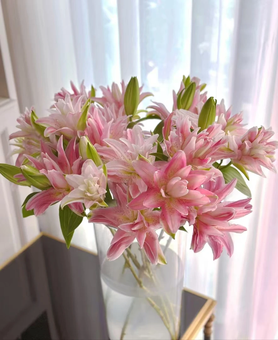 【红蜜糖】红蜜桃重瓣百合 两单京东/顺丰  一单中通