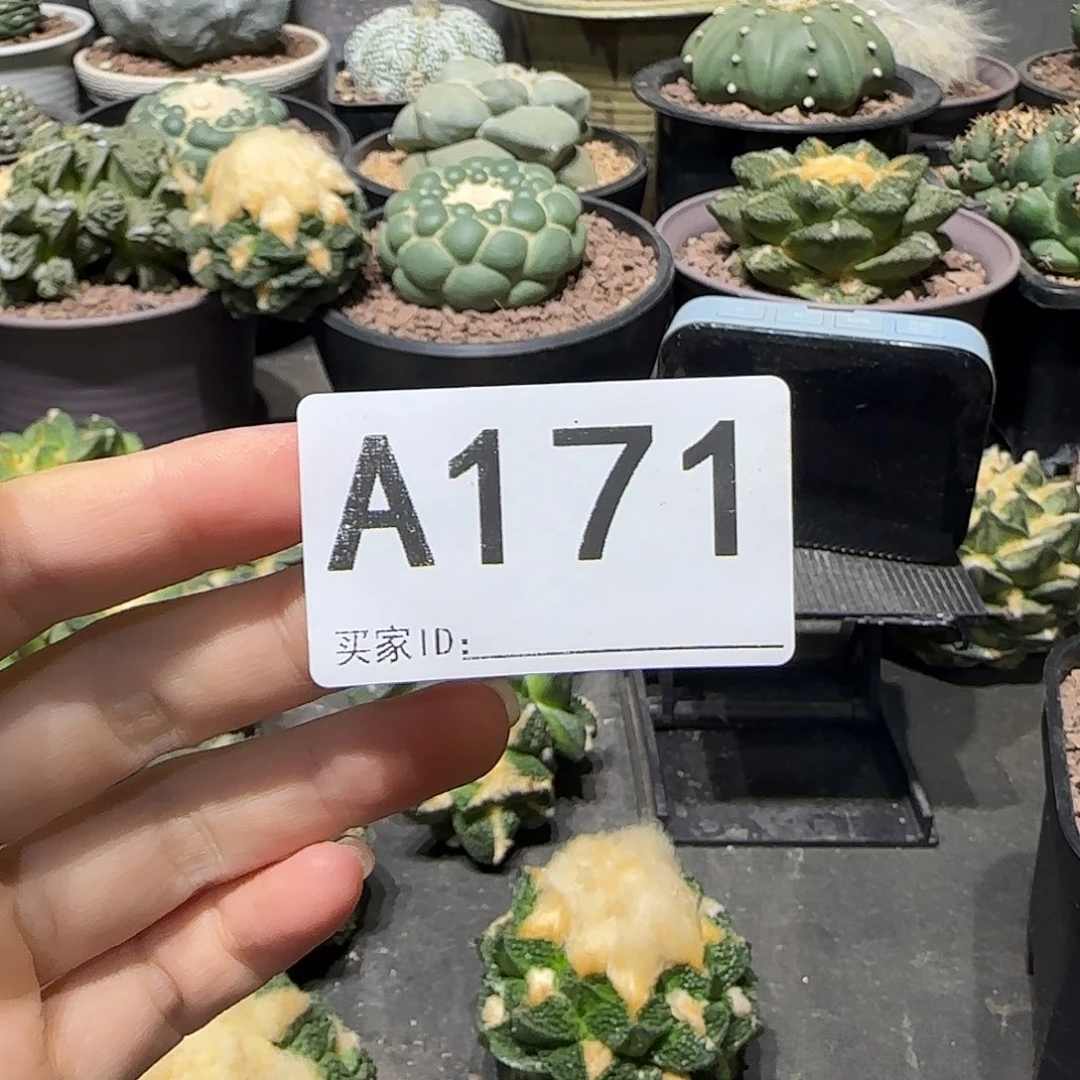 s****实生仙人球特价一颗