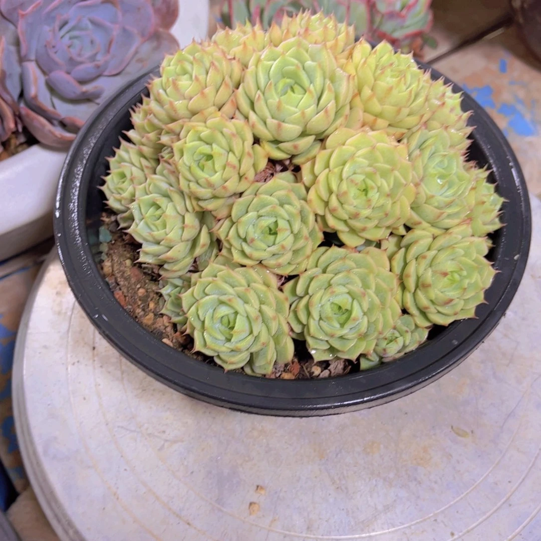 四***！多肉植物保护研究所
