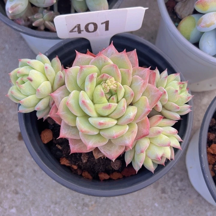 健健康康平平安安