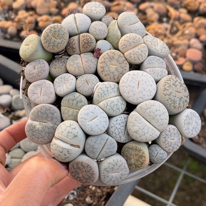 一盒曲88888888888888