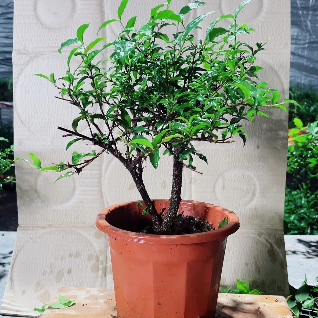 当前无花栽培后可以开花按图发……老桩李氏樱桃，整高30