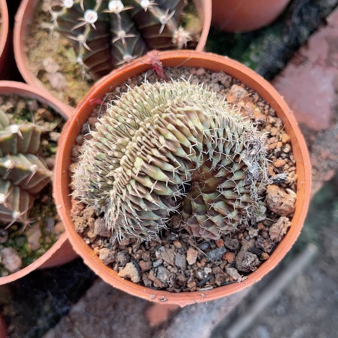 一**鼎肋骨醉话一一一一一