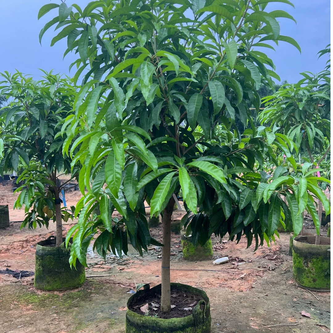 大树多品种仙桃AL罗斯果苗大金刚耀糖仙桃仙桃一号木瓜仙桃寿桃