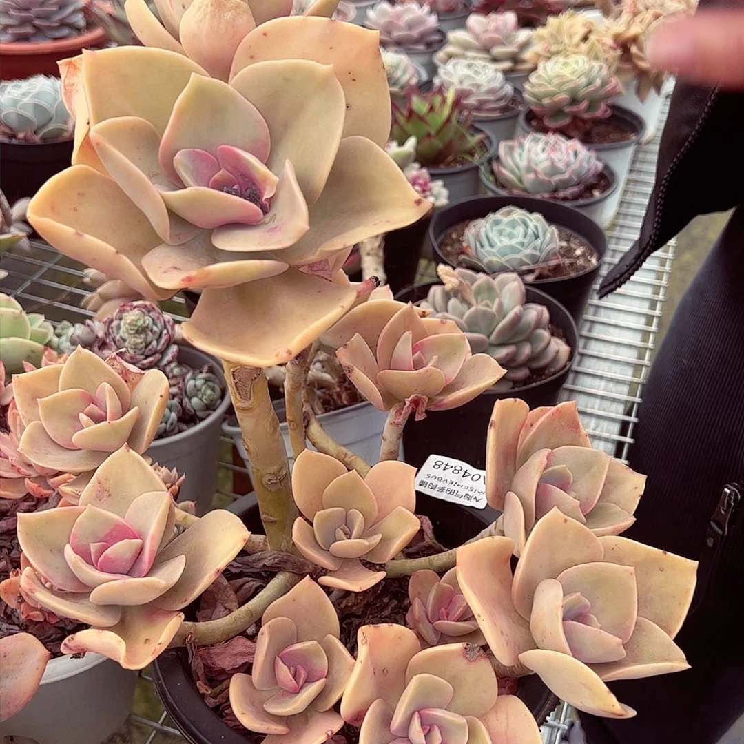 贺氏4848超大盆多头