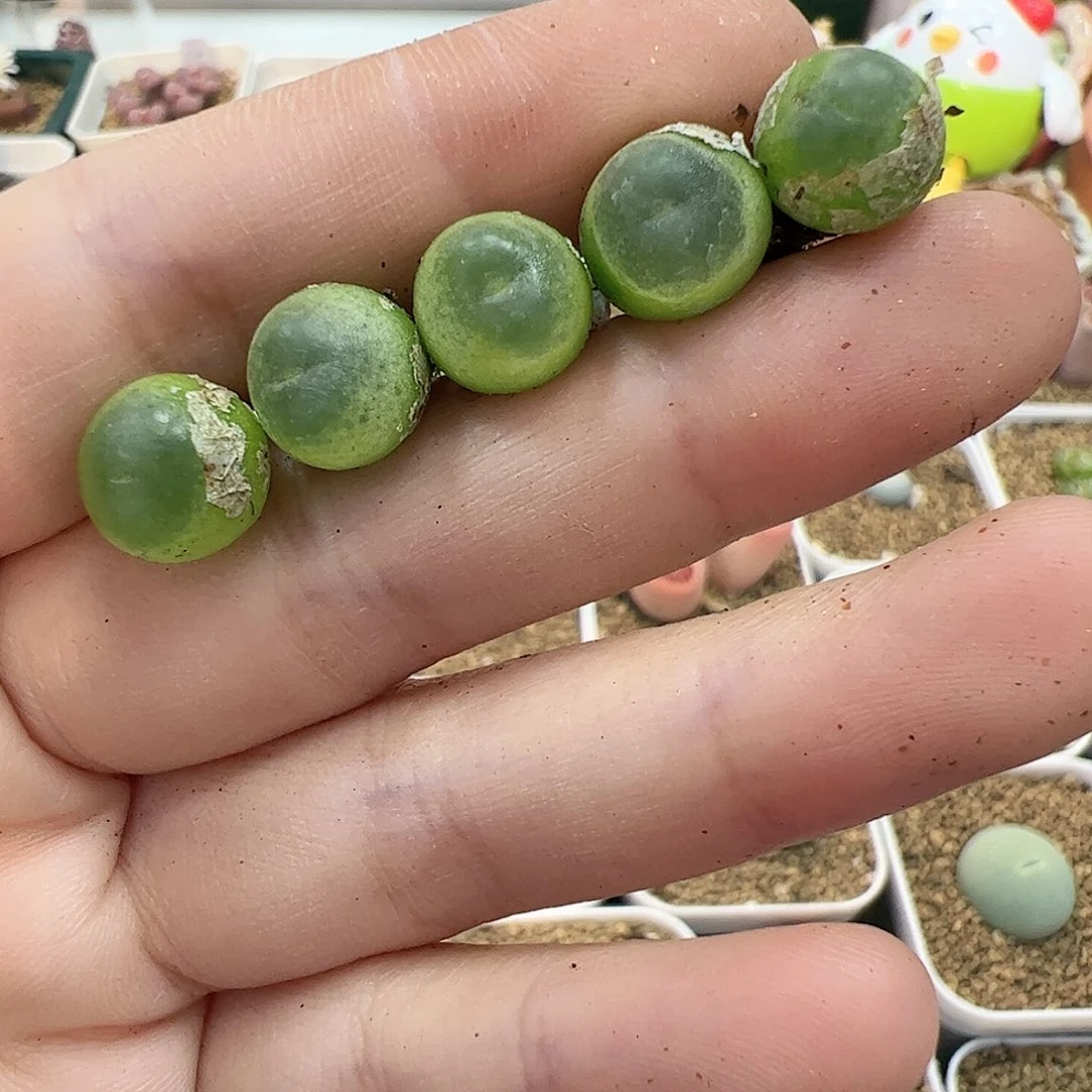【闪购商品】24 紫皮拉登*5