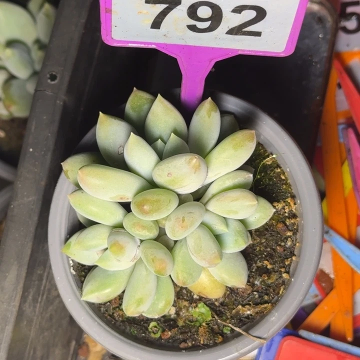 多肉植物胖体哥特792