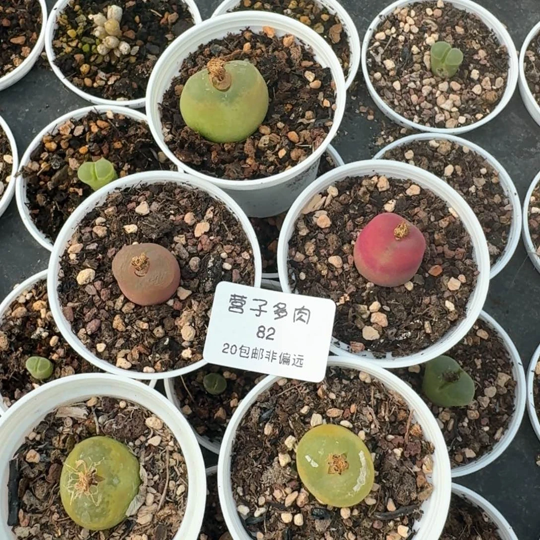 82带盆土发货五颗毛汉尼