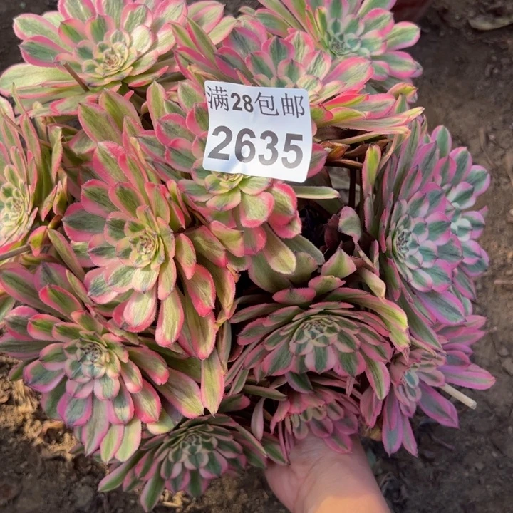 2635粉钻多肉植物