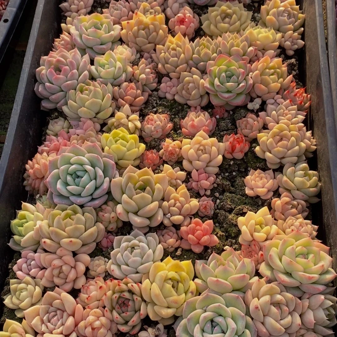 403多肉植物保护研究所所长