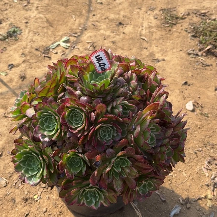 24-40莲花多肉植物