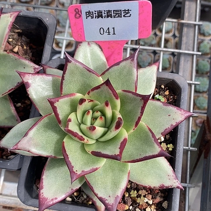 x041-多肉植物 乌木
