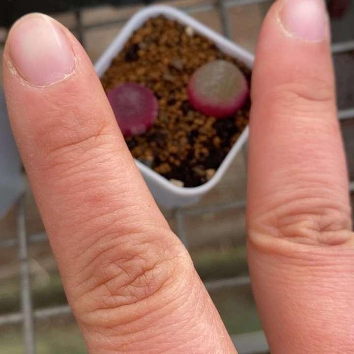 弟*呀伯克利和格蕾纳等著名音乐