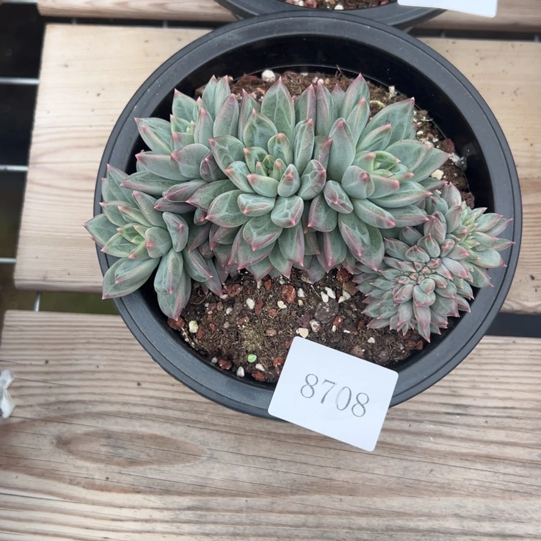 爱****@8708肉肉肉肉肉肉肉肉