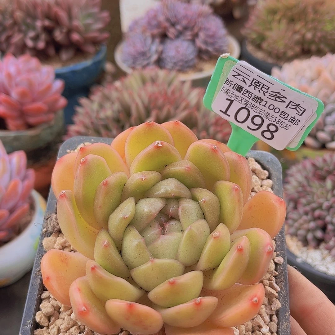 1098皮埃拉珍妮多肉植物