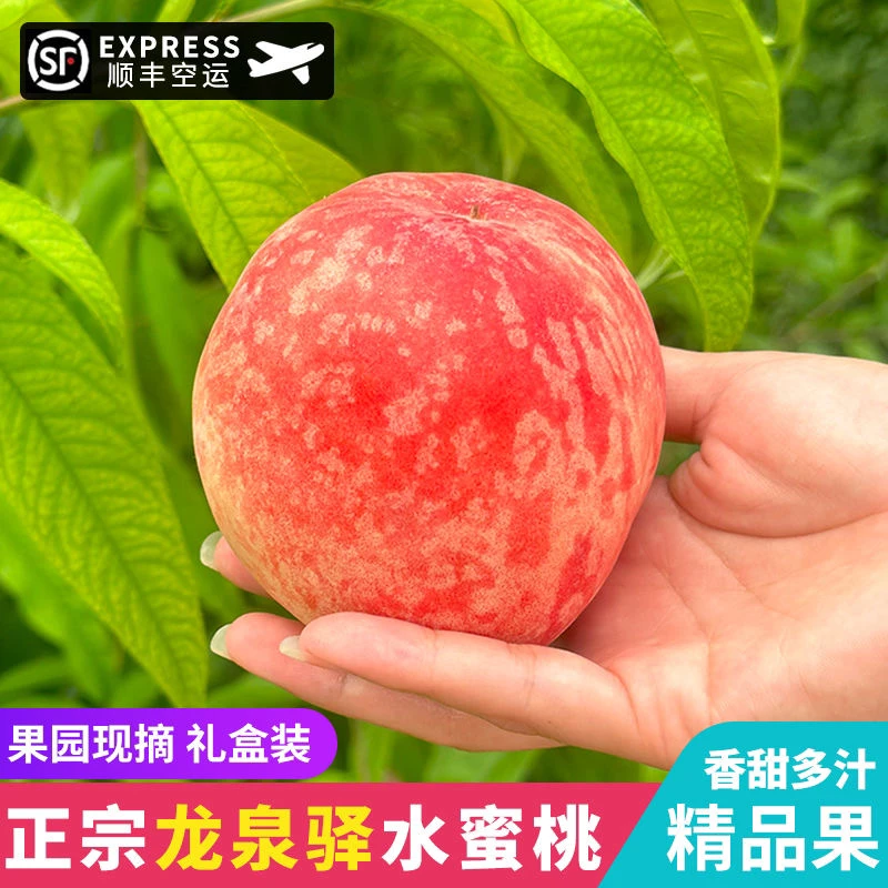 【顺丰空运】正宗龙泉驿水蜜桃放软可撕皮软糯香甜多汁果园现摘直发