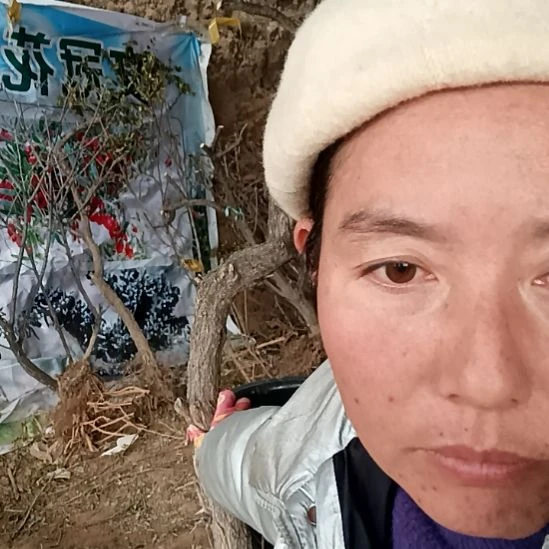 用***山完全开放枸杞树一颗