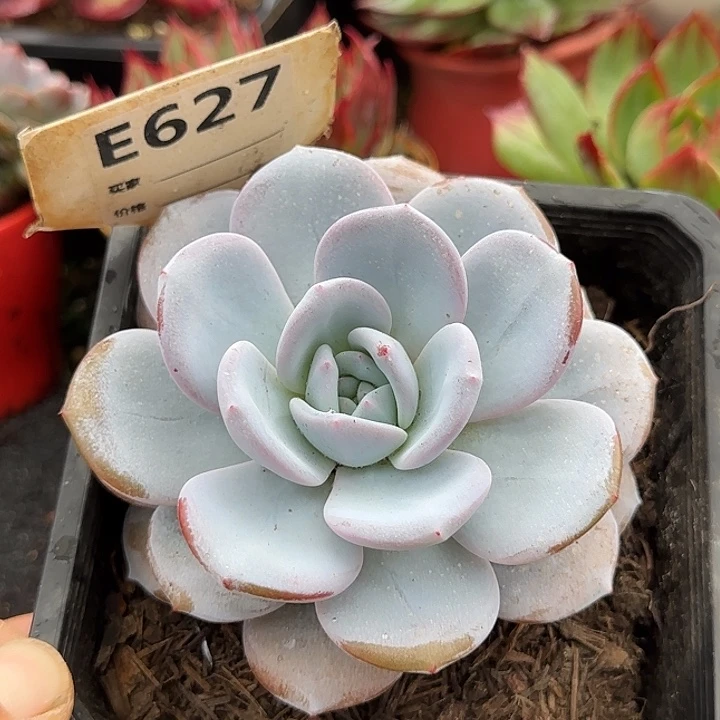 韩版奶茶惊鸿一物一拍包装收缩花旱627