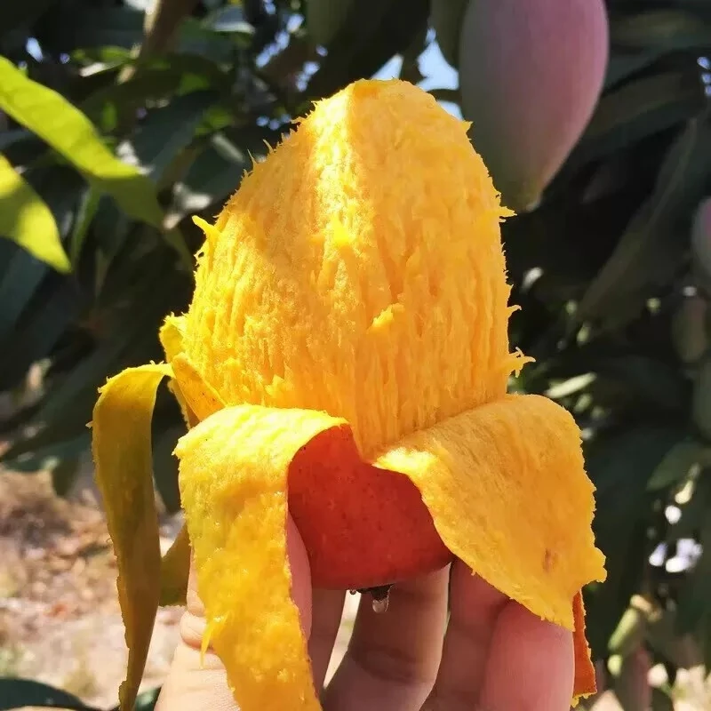 【放软吃】新鲜现摘海南贵妃芒果新鲜水果红金龙芒带箱5斤装 F1