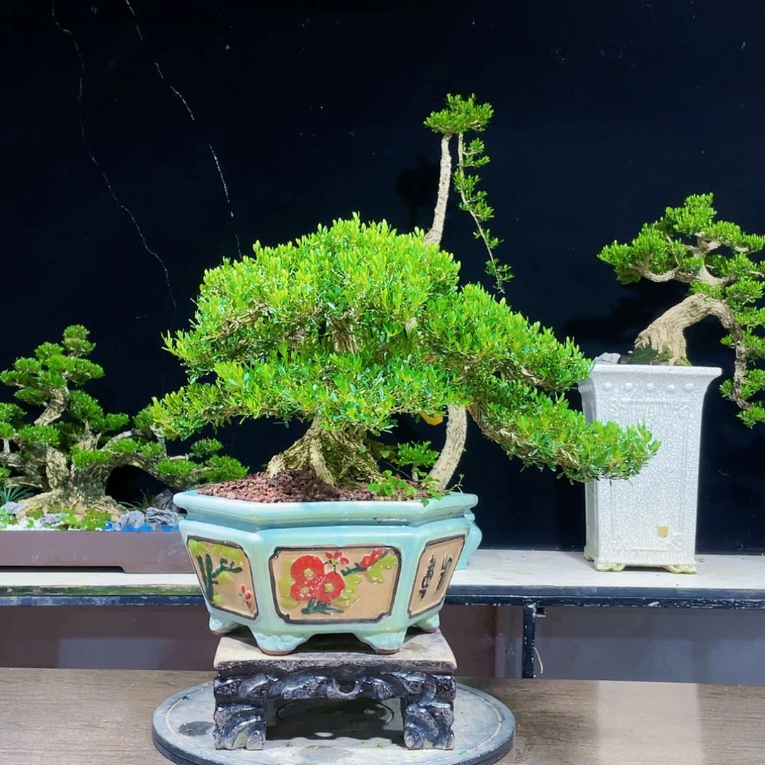 黄杨盆景四季常青