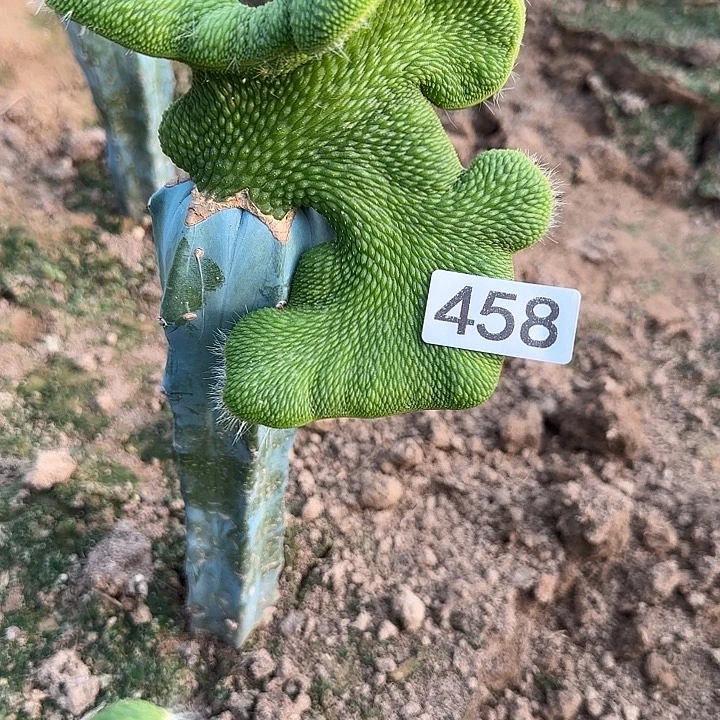 小***龙无花朵嫁接青蛇缀458