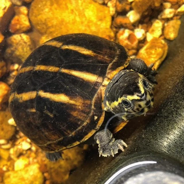 【直播挑选】小乌龟活体宠物龟观赏龟