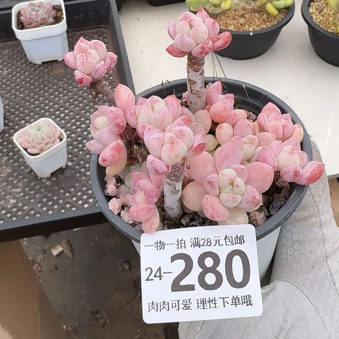 粉香水无盆土发货无