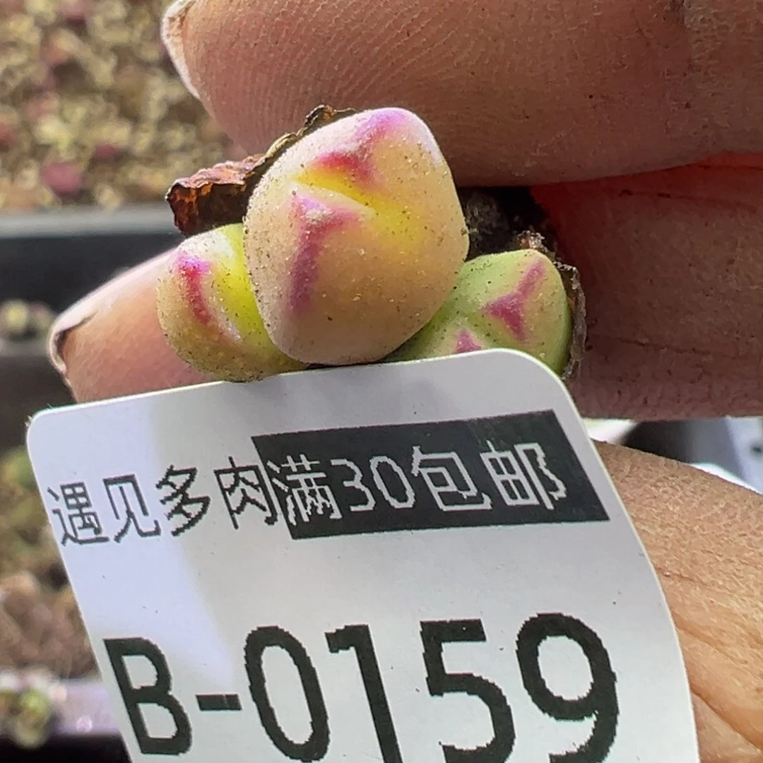多肉植物11111111111111