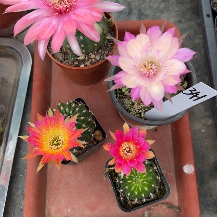 蝉衣，极光，龙之卵，红双喜四颗