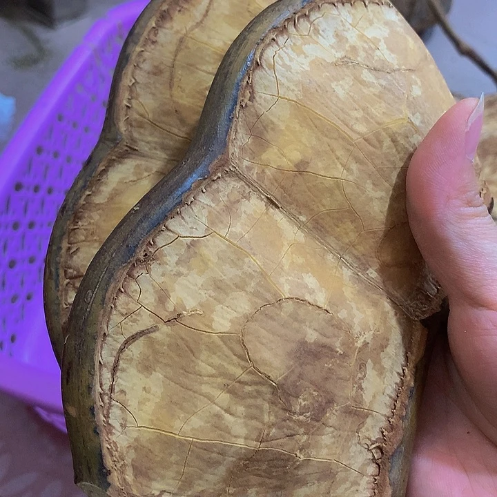 困***.菩提根/象牙果吊坠豆荚