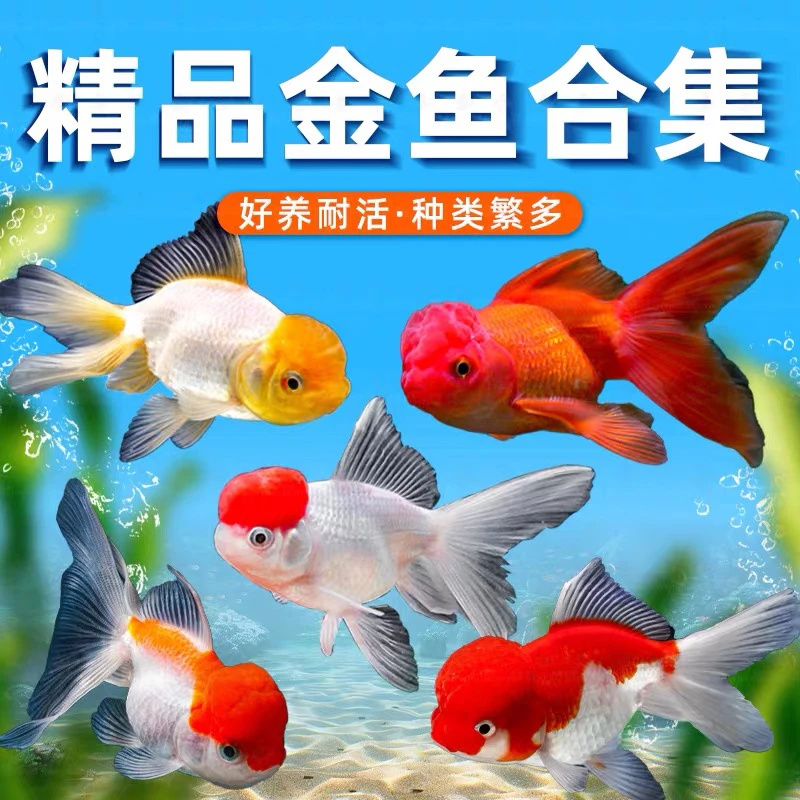 【金鱼 】11只 冷水观赏鱼 好养耐活 品种混搭 冷链包邮 4-6公分