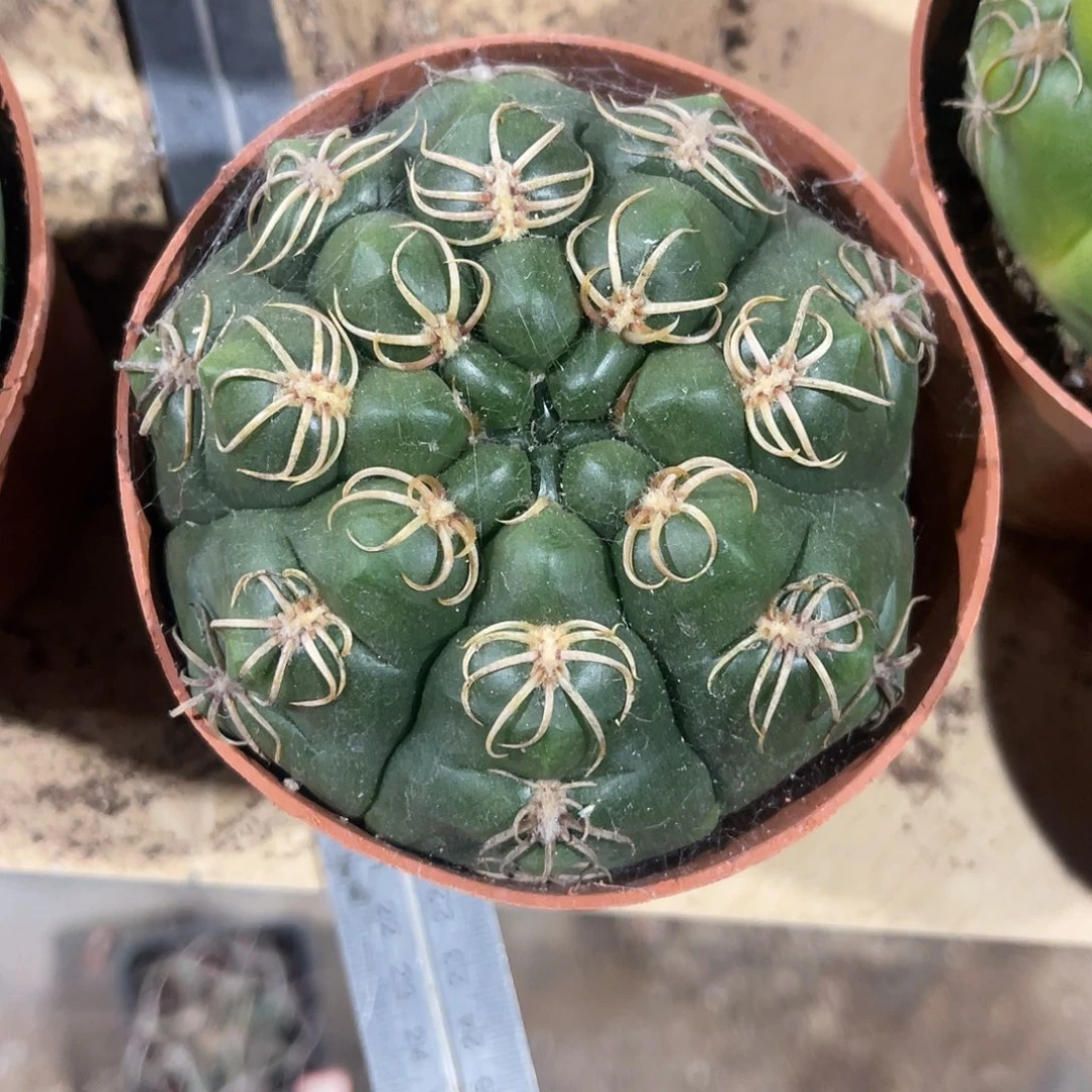 一物一拍偏远地区不包邮