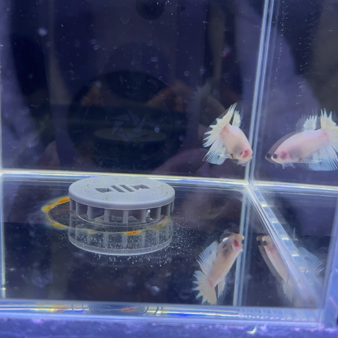 斗鱼泰国斗鱼123号