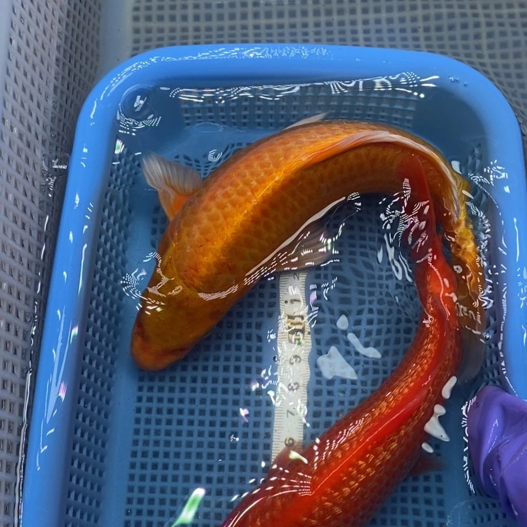 锦鲤冷水锦鲤包邮