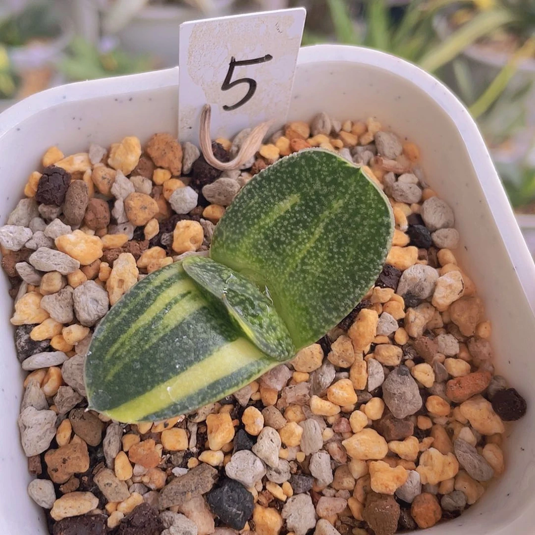 5号脱土发货11111