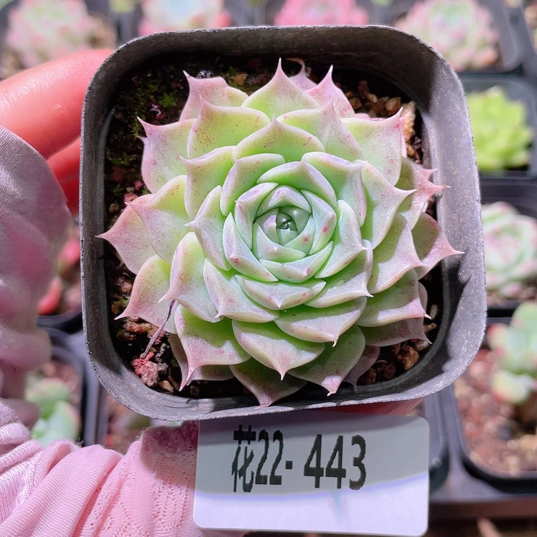 花利美22-443海玲娜