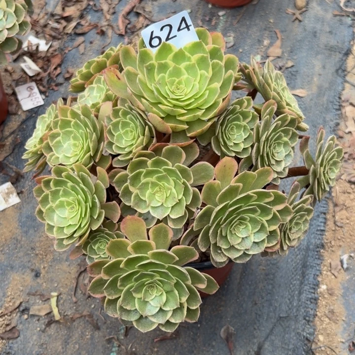 粉花夭多肉植物不包损624