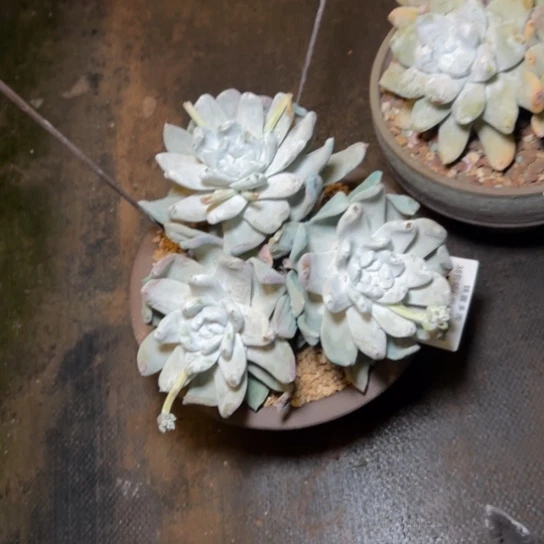 猴****?你看看宝宝1，一物一拍