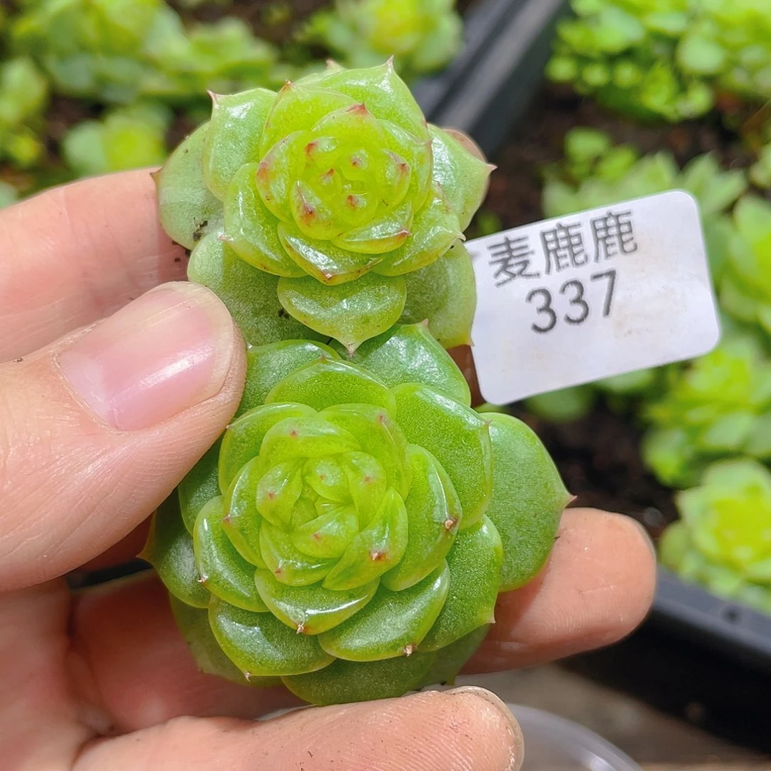 337。  翡冷翠19。