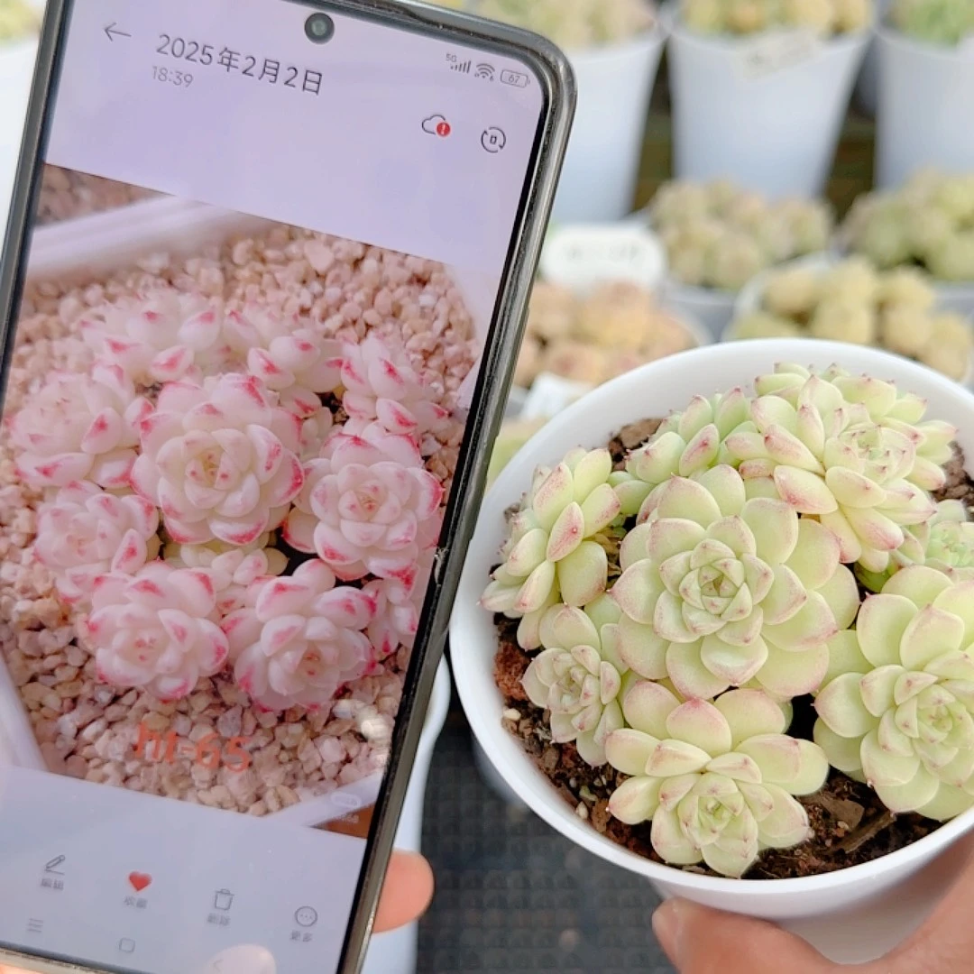 1202-143（ht-65）优选