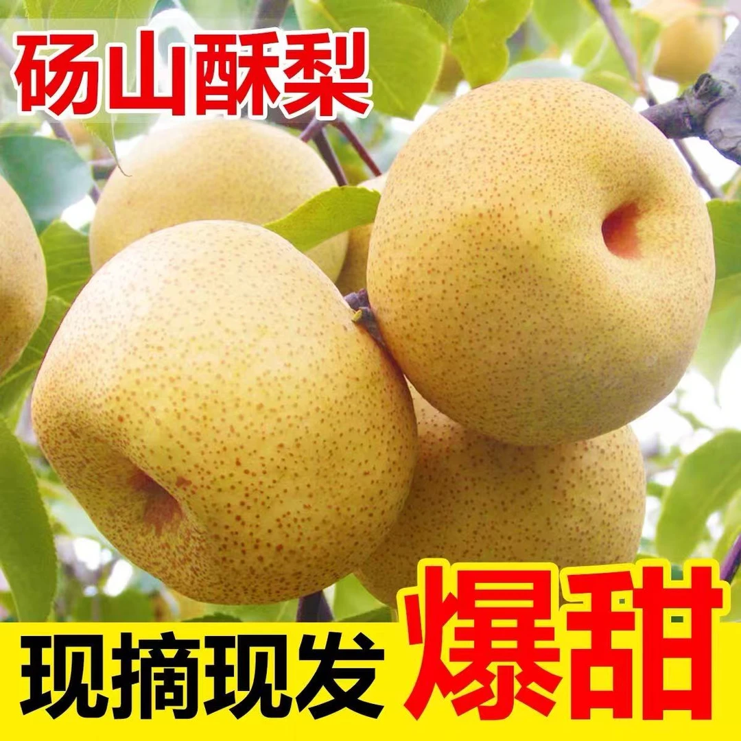 砀山酥梨皮薄多汁新鲜现摘当季水果清甜脆口