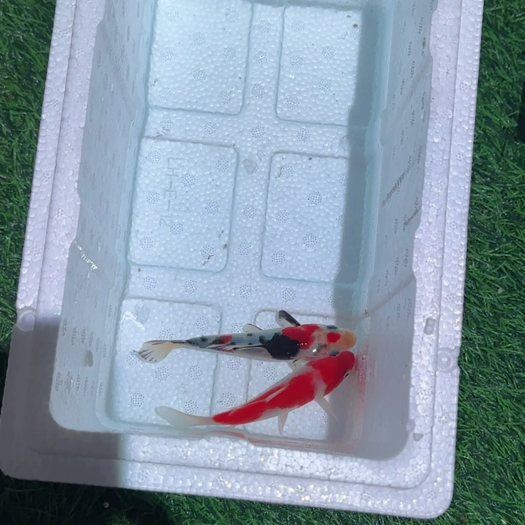 ****韬海水鱼锦鲤观赏鱼锦鲤