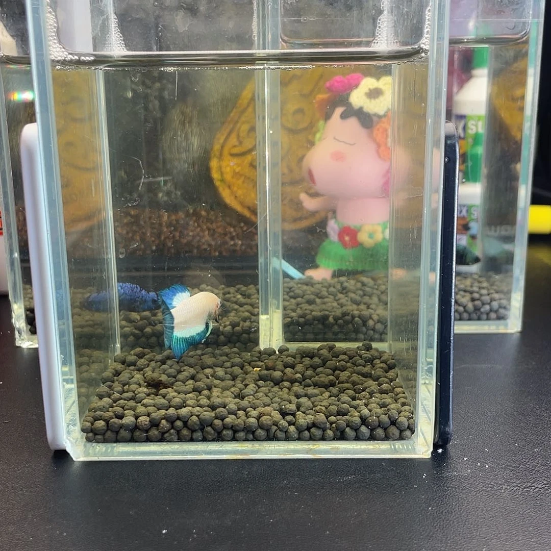 斗鱼24号1029早青花