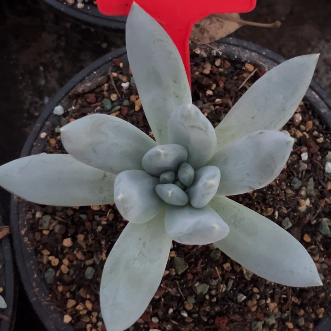 320伊丽莎白多肉植物