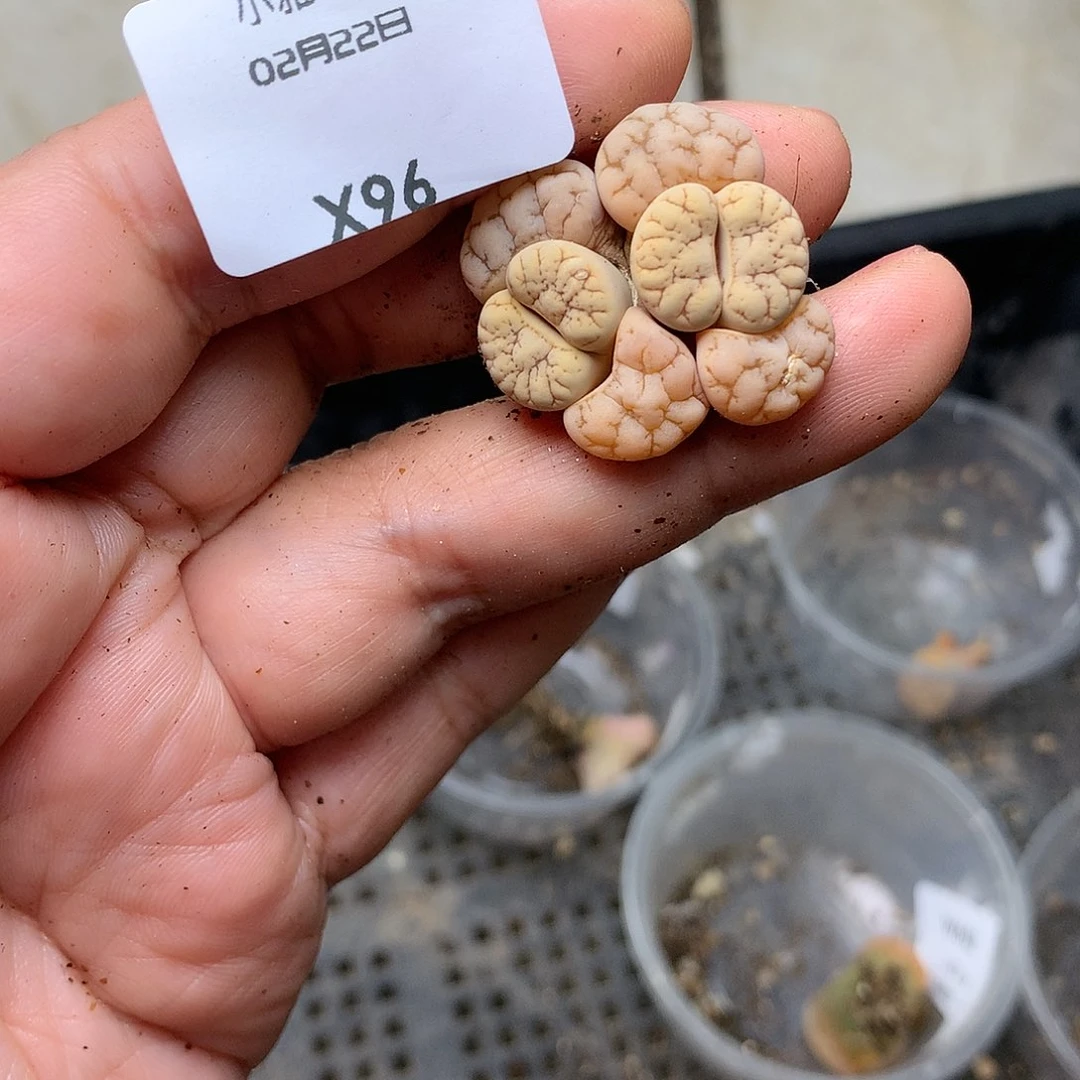 X96多肉植物保护研究所
